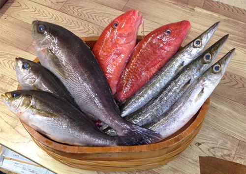 高知鮮魚